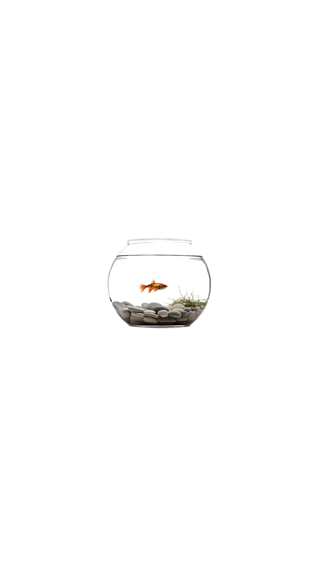 Fish Bowl